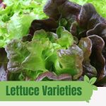 Purple and green lettuce leaves with text: Lettuce Varieties Perfect for Greenhouse Growing