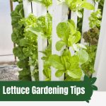 Hydroponic lettuce setup with text: Lettuce Gardening Tips for the Modern Greenhouse