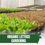 Multiple varieties of lettuce in a greenhouse with text: Organic Lettuce Gardening in a Greenhouse