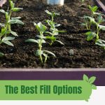 Rows of seedlings in raised bed with text: The Best Fill Options for Raised Garden Beds