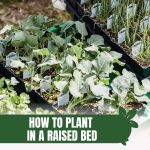 Trays of vegetable plants and herbs with text: How to Plant in a Raised Bed Expert Tips