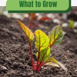 Swiss chard plant in soil with text: What to Grow in a Cold Frame