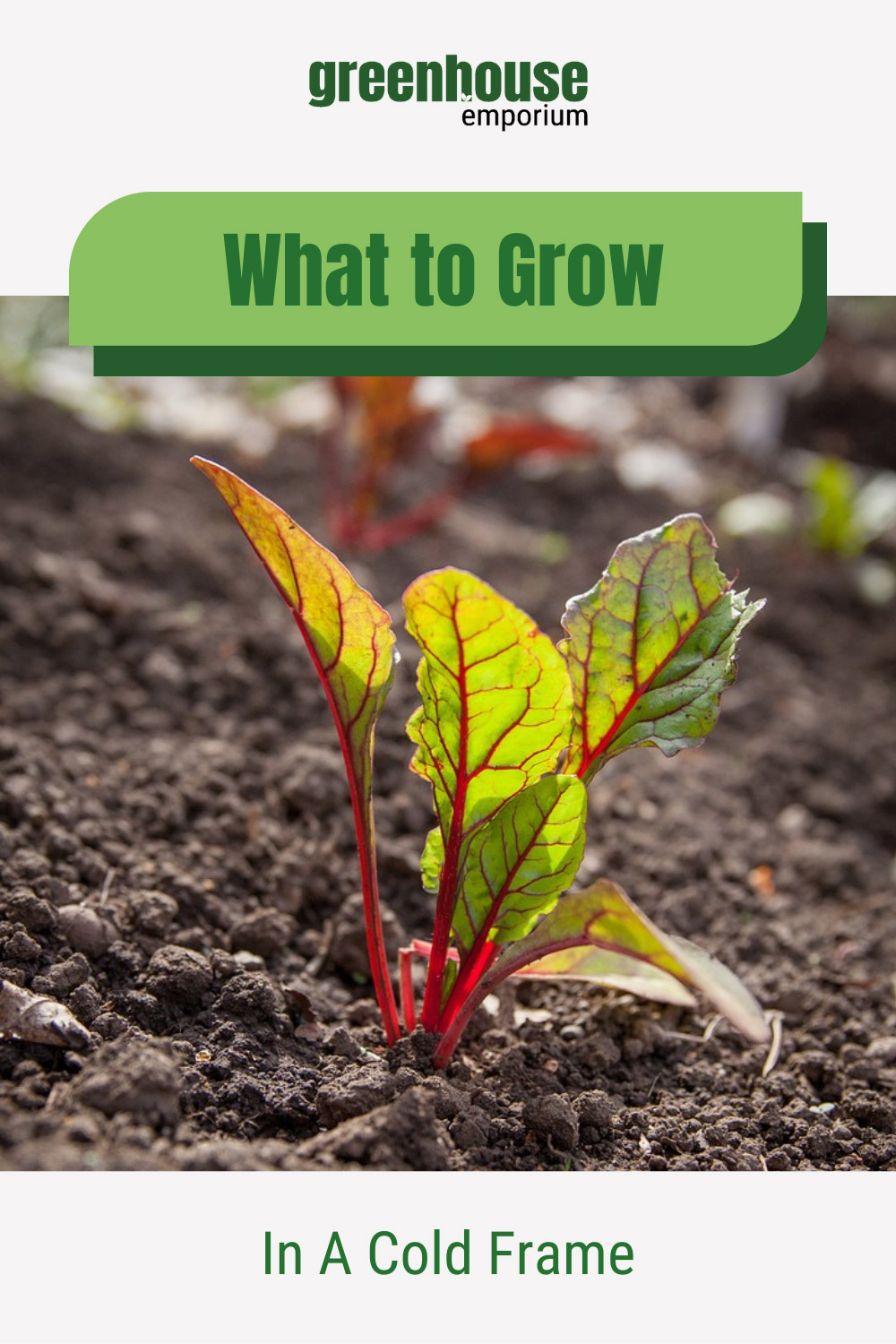 Swiss chard plant in soil with text: What to Grow in a Cold Frame