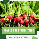 Radishes in bunches with text: How to Use a Cold Frame Best Plants to Grow