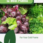 Beets and herbs with text: 12 Best Plants for Your Cold Frame