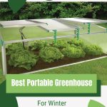 Year-round coldframe growing lettuce with text: Best Portable Greenhouse for Winter