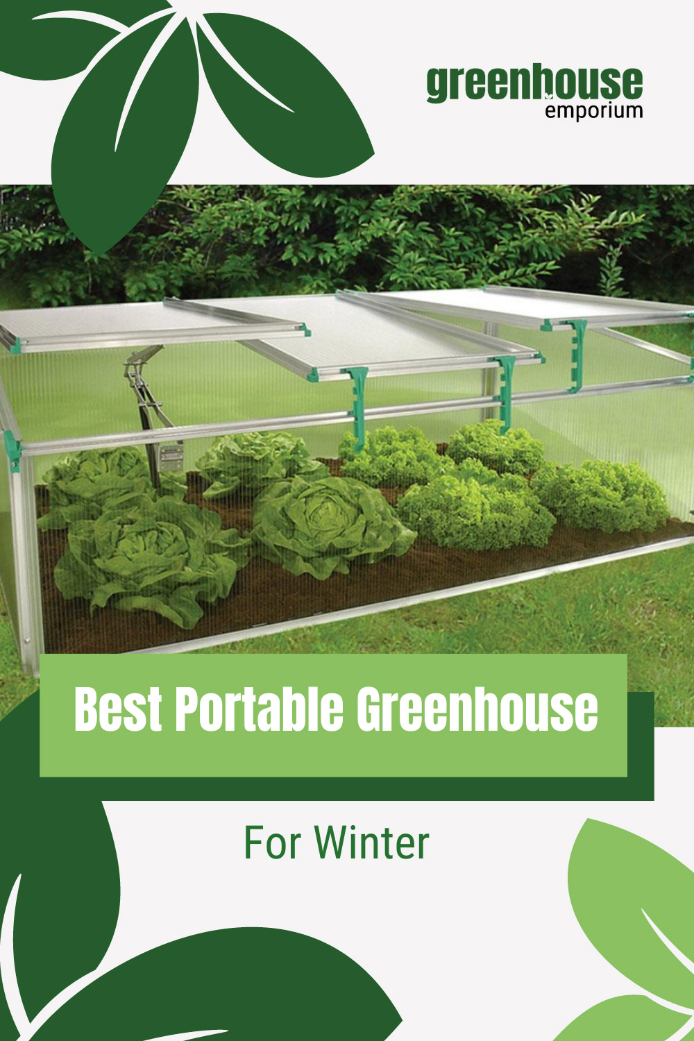 Year-round coldframe growing lettuce with text: Best Portable Greenhouse for Winter