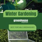 Kohlrabi vegetable and open year-round coldframe with text: Winter Gardening Best Portable Greenhouses