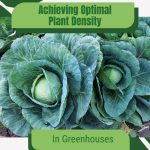 Cabbage heads with text: Achieving Optimal Plant Density in Greenhouses