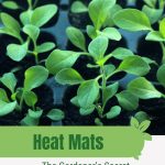 Seedlings in trays with text: Heat Mats The Gardener's Secret to Quick Germination