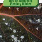 Closeup of leaf with white mildew spots and text: Tips for Removing Powdery Mildew