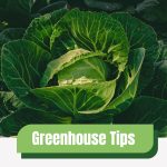 Cabbage head with distinct veins with text: Greenhouse Tips Thriving Cabbage Plants