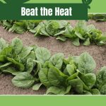 Rows of spinach with text: Beat the Heat Growing Spinach in Warm Climates