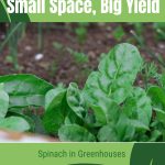 Spinach and herbs with text: Small Space, Big Yield Spinach in Greenhouses