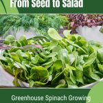 Spinach and salad tongs in bowl with text: From Seed to Salad Greenhouse Spinach Growing