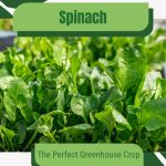 Spinach leaves in sun with text: Spinach The Perfect Greenhouse Crop