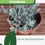 Variegated thyme with text: Cultivating Thyme in Greenhouses Tips for Year Round Harvest