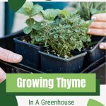 Thyme and other herbs in pots with text: Growing Thyme in a Greenhouse