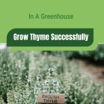 Thyme in rows with text: Grow Thyme Successfully in a Greenhouse