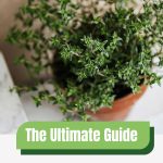 Potted thyme plant with text: The Ultimate Guide to Greenhouse Thyme Gardening