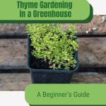 Small potted thyme with text: Thyme Gardening in a Greenhouse A Beginner's Guide