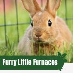 Rabbit with text: Furry Little Furnaces Small Animals in a Greenhouse