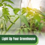 Tomato plants in sunlight with text: Light Up Your Greenhouse Year-Round Growing