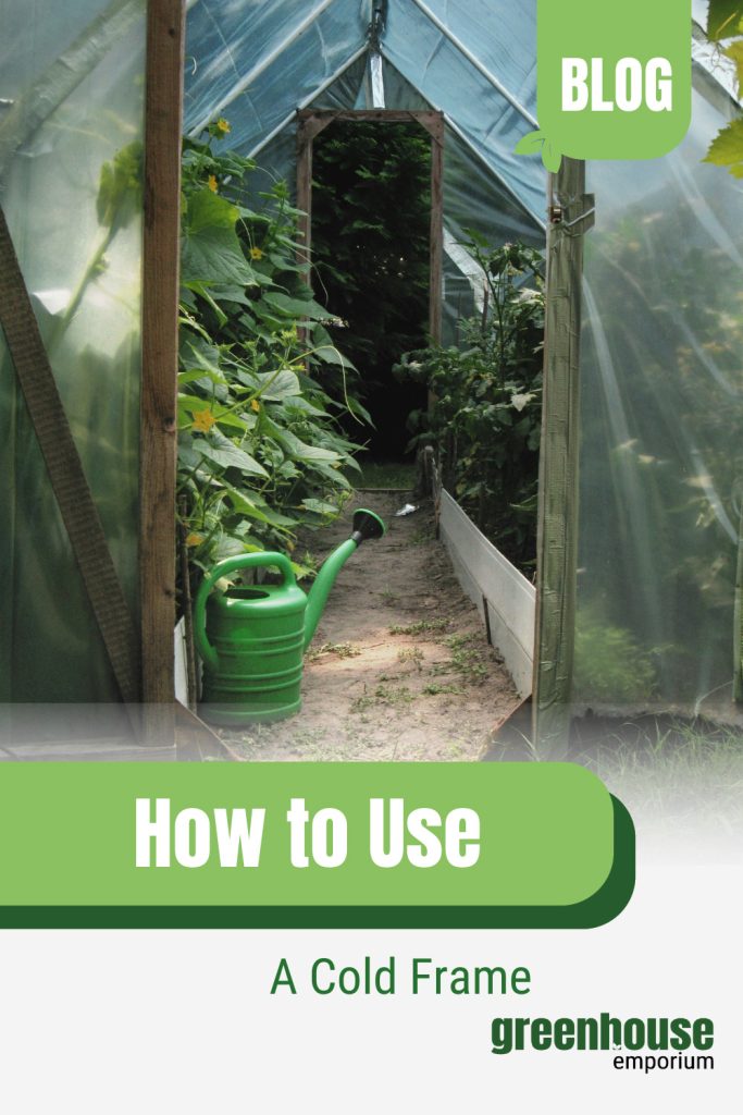 Plants inside cold frame with text: How to Use A Cold Frame