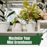 Plants on a shelf with text: Maximize Your Mini Greenhouse Tips for Small Space Gardening