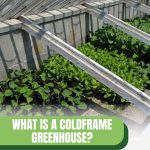 Plants in open cold frame with text: What is a Coldframe Greenhouse?