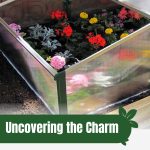 Flowers inside cold frame with text: Uncovering the Charm of Cold Frame Greenhouses