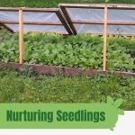 Seedlings in cold frame with text: Nurturing Seedlings in a Cold Frame Greenhouse