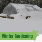 Snow covered greenhouse with text: Winter Gardening Best Greenhouses to Consider