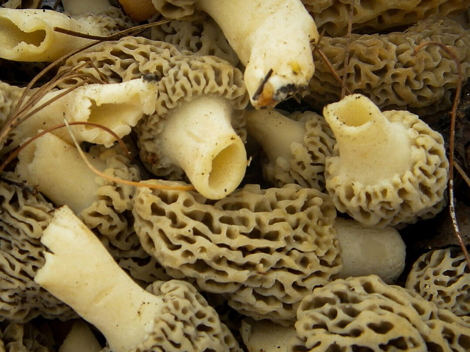 Group of morel mushrooms