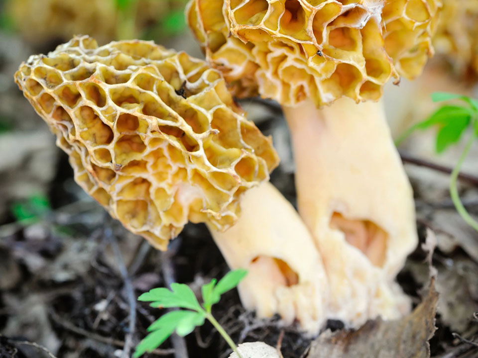 Morel mushroom growing wild
