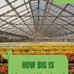 Interior view of a big commercial greenhouse with flowers inside in rows