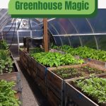 Interior of greenhouse with text: Greenhouse Magic The Science of Growing