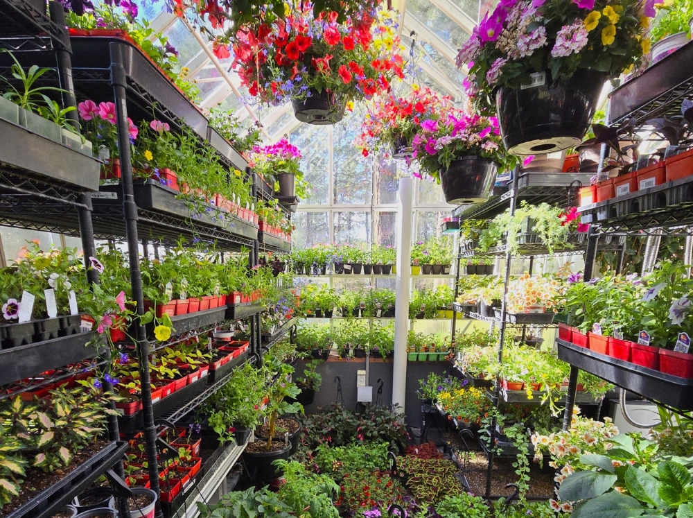Shelves inside a greenhouse stuffed with colorful flowers and seedlings showing how to use a greenhouse to the maximum
