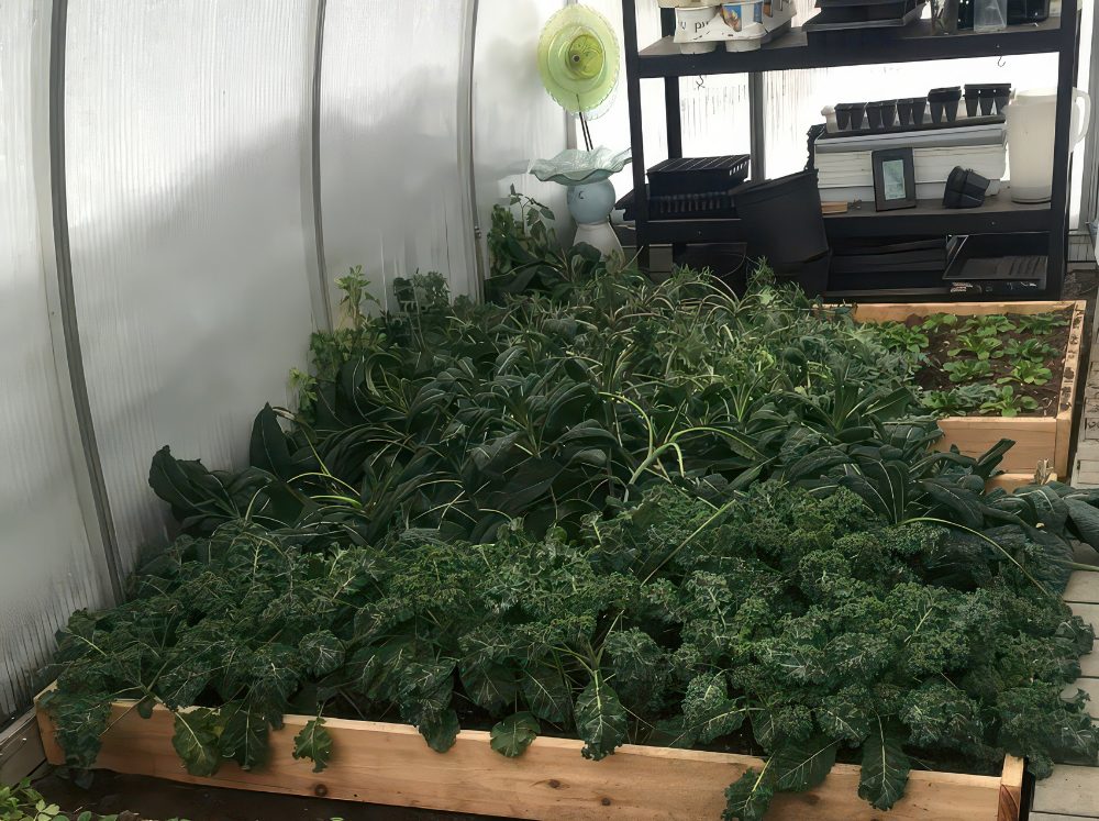 Bountiful Chard plans inside of a Riga greenhouse in winter. 