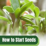 A close-up photograph shows several small, green seedlings sprouting. A graphic overlay in the top right corner reads "BLOG," and text at the bottom says "How to Start Seeds," "In A Cold Frame," and "greenhouse emporium."