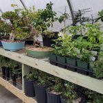 Greenhouse filled with two tiers of shelves holding potted bonsai plants and seedlings