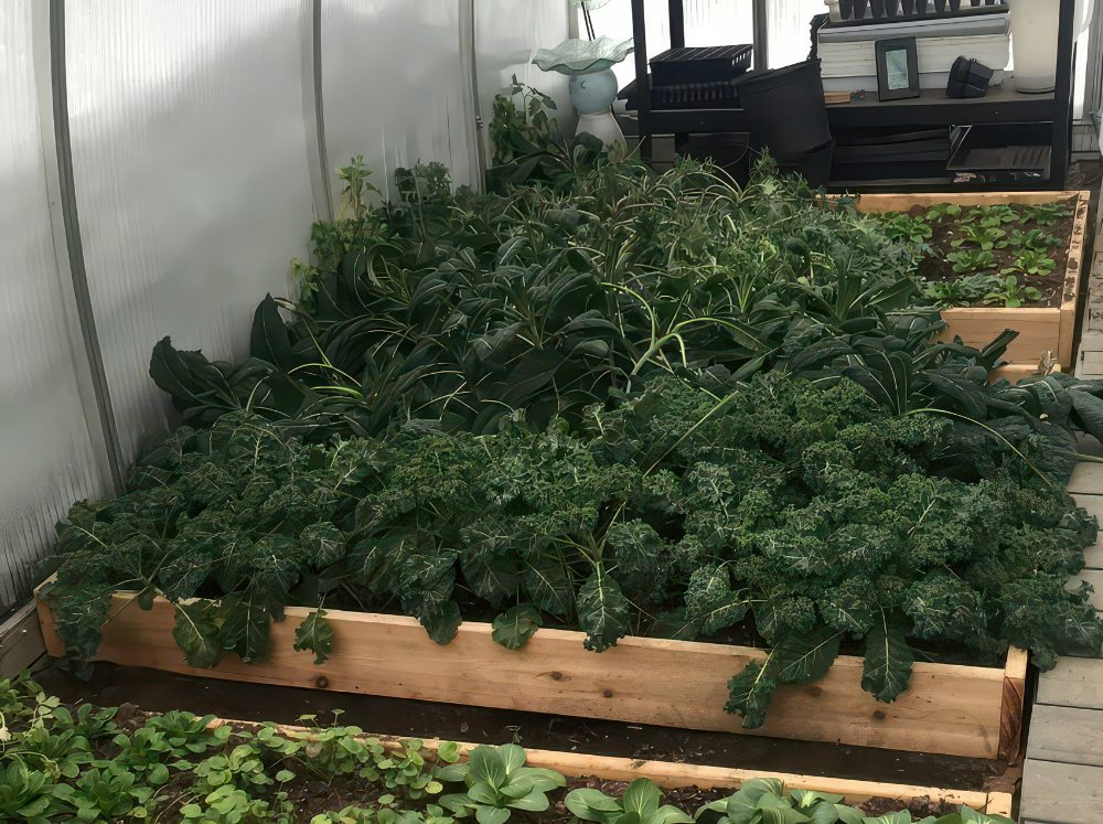 Bountiful Chard plans inside of a Riga greenhouse in winter.