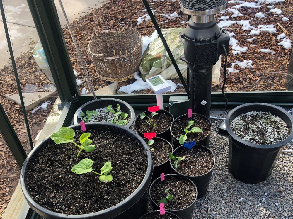 Pots with seeds in them filled with sproutlings and snow on the ground outside.