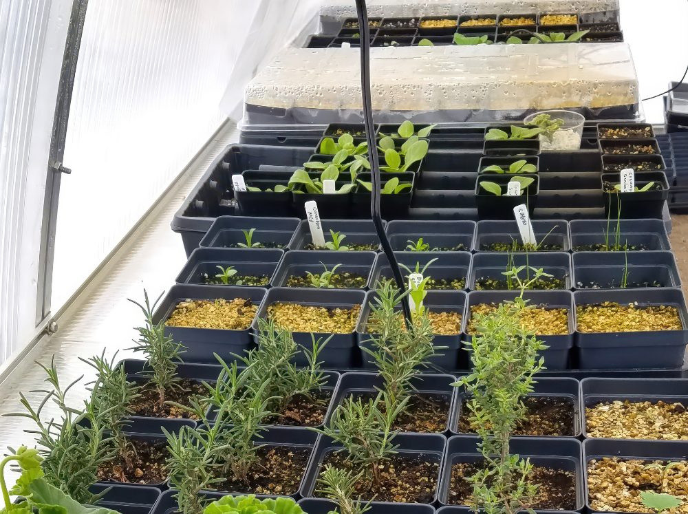 Seed trays inside of a Riga greenhouse in winter.