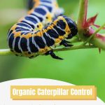 A close up of a black and yellow caterpillar on a stem with a graphic at the bottom reading "Organic Caterpillar Control in Greenhouses"