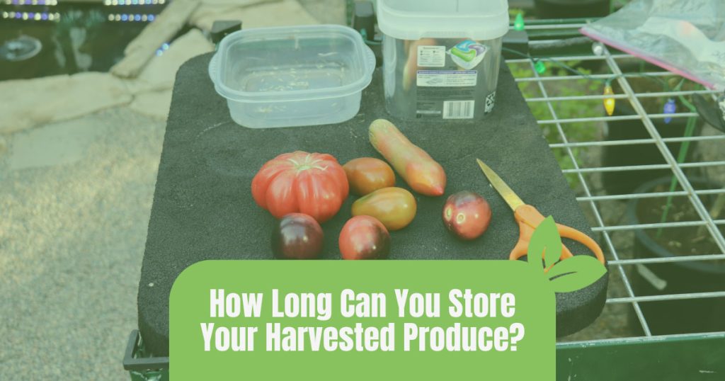 Freshly harvested tomatoes with a few containers and text over it that reads "How Long Can You Store Your Harvested Produce?"
