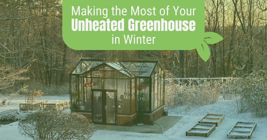 Glass greenhouse in a lightly snowy backyard with the text: Making the Most of Your Unheated Greenhouse in Winter