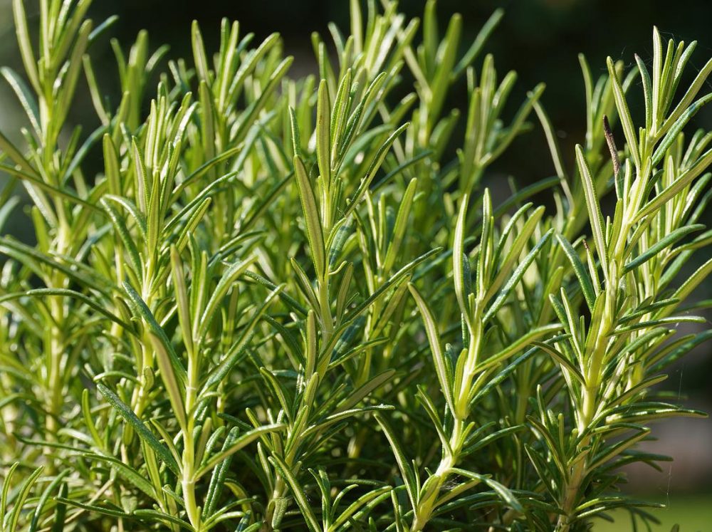 Close-up of rosemary.