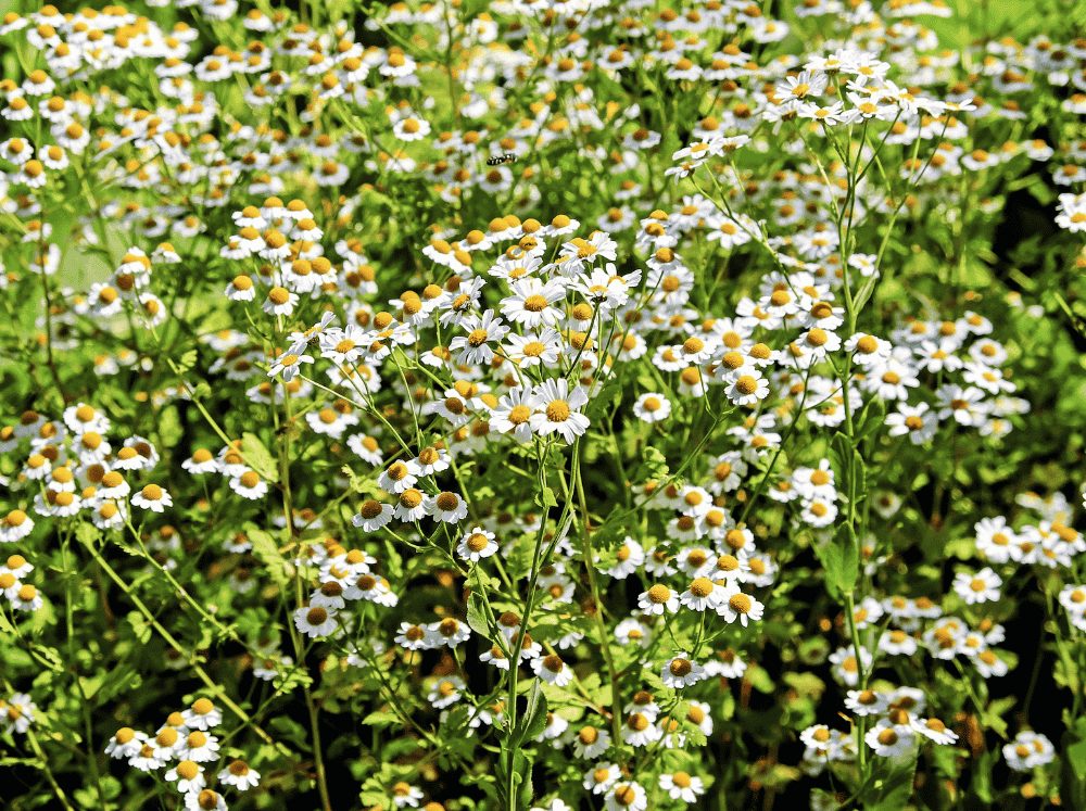 Close-up of chamomile.