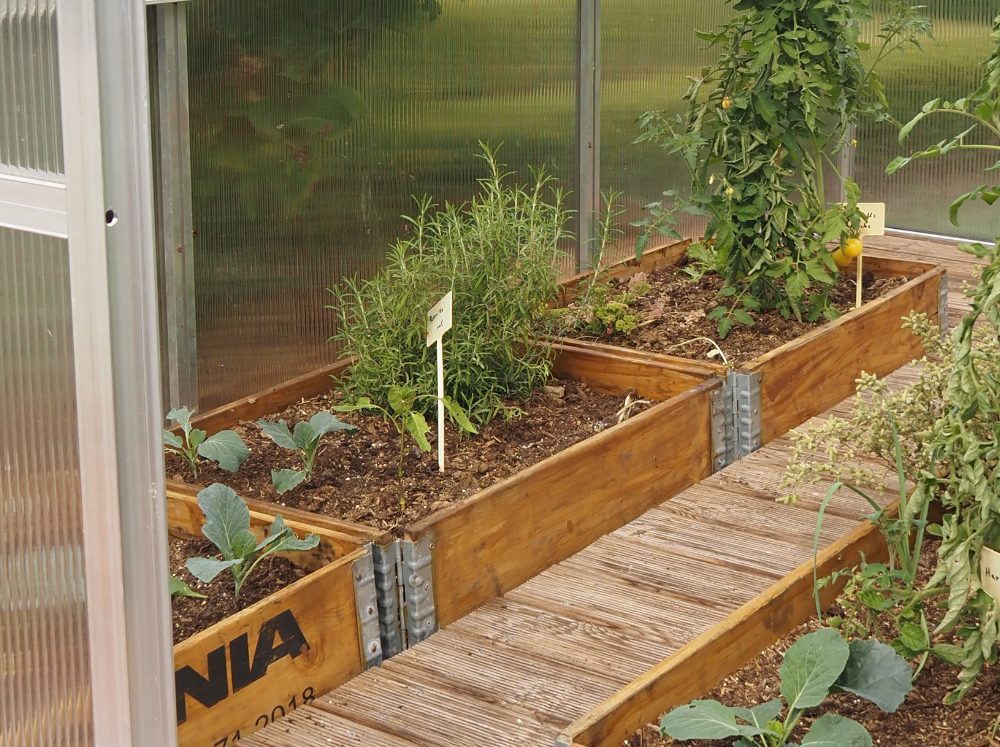 Herbs and veggies in garden beds inside of a Riga L greenhouse.